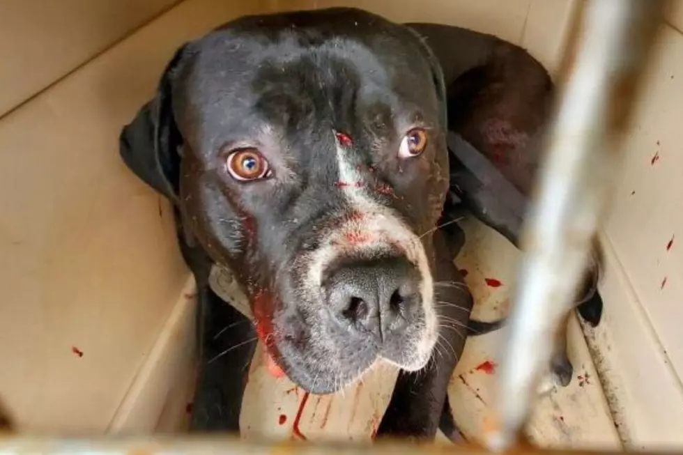 Ulster County SPCA via Facebook