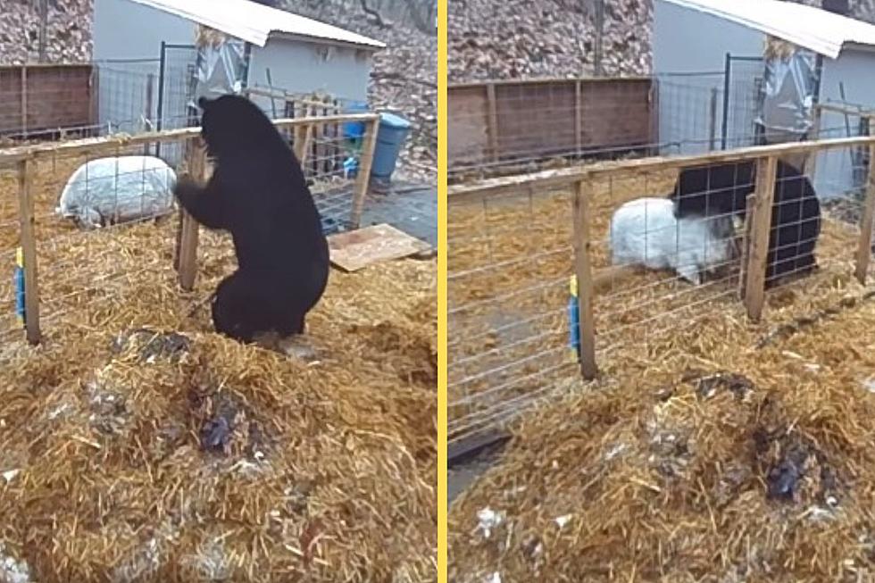 Sorprendente: cerdos tri-estatales luchan contra oso negro en video asombroso
