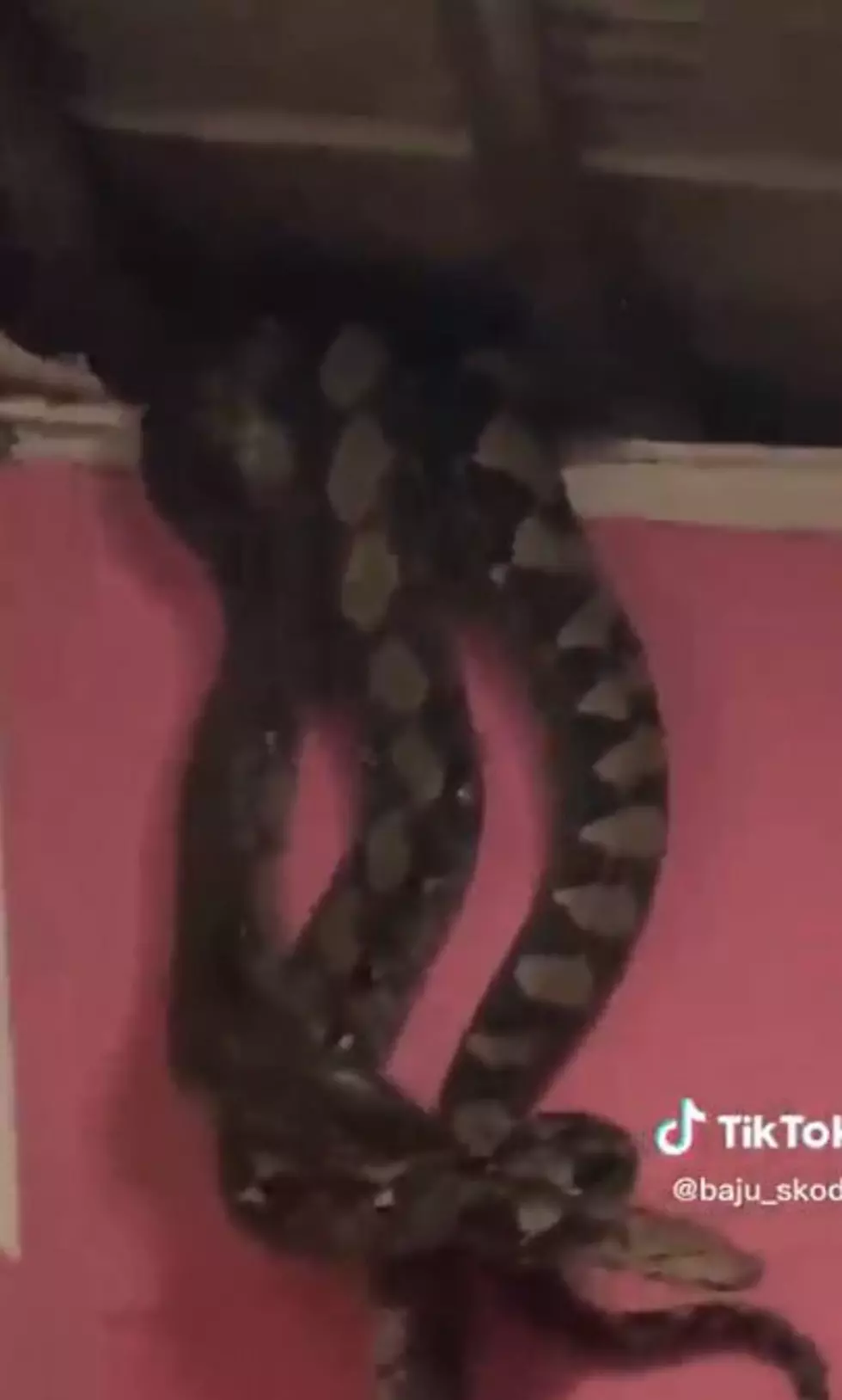 Video Shows it Raining Snakes from Ceiling