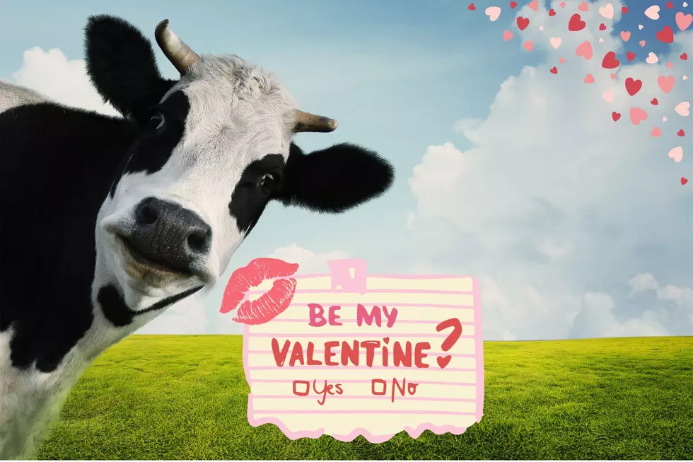 Not Your Average Valentine, Celebrate With A Cowentine