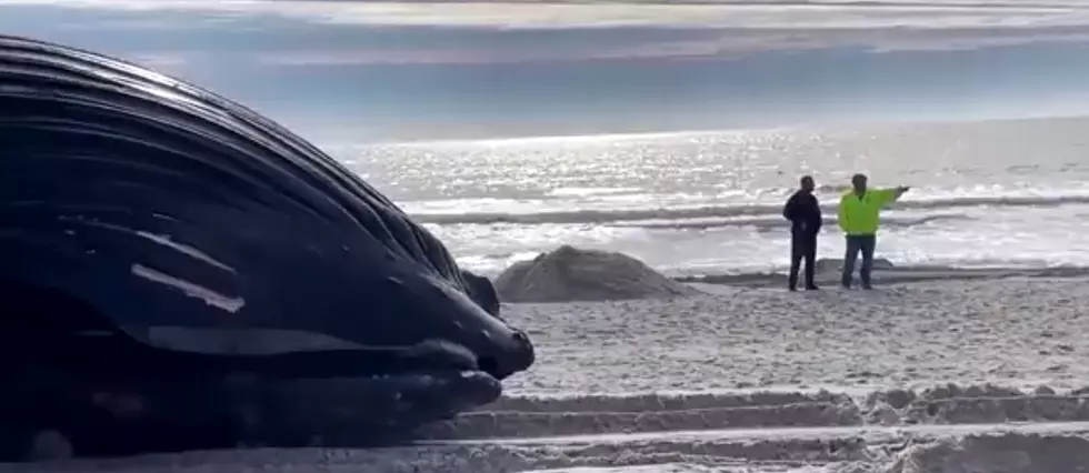 Another Massive Whale Washed Up on a New York Beach