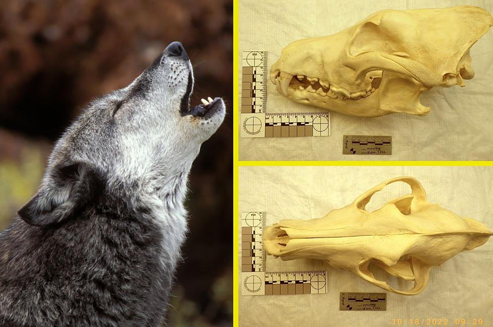 Good News Found After Analysis of Wolf Discovered in New York