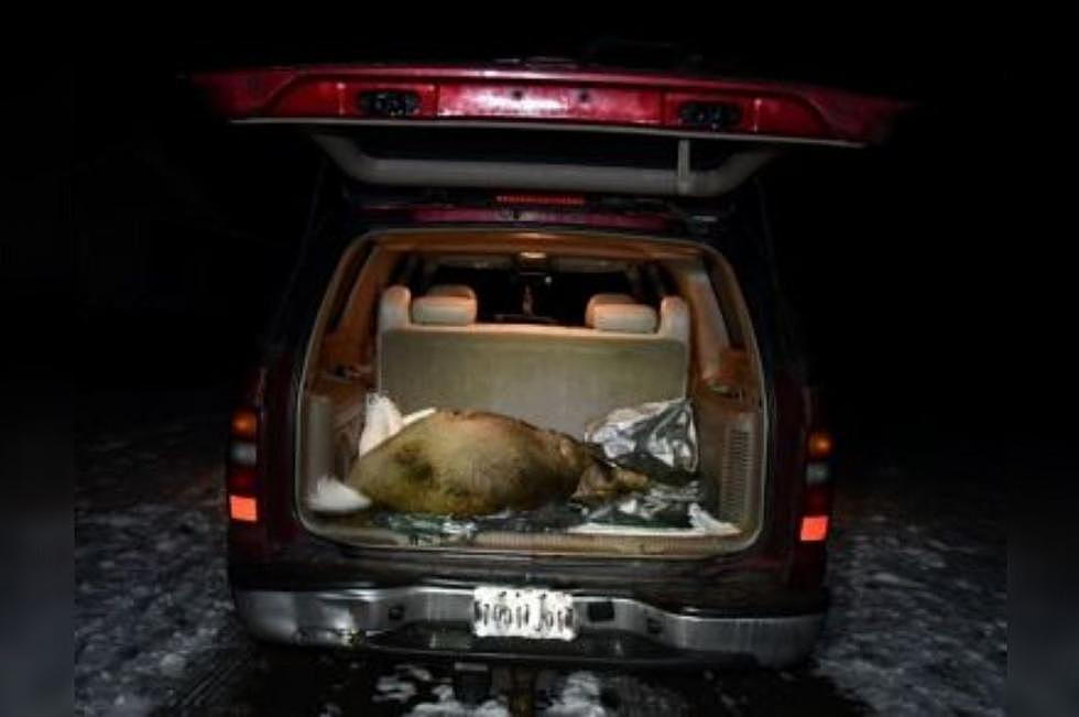 &#8220;Deer Stashed in Trunk&#8221; Leads to Arrest in New York