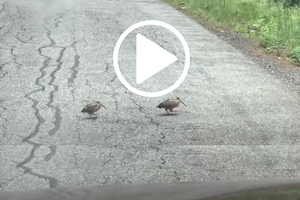 VIDEO: El baile del &#8220;pájaro más inusual de Nueva York&#8221; te alegrará el día