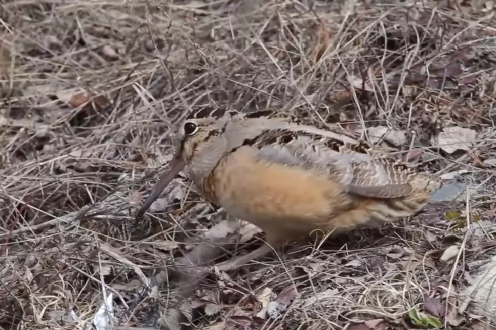 Photo of the American woodcock (U.S. Fish and Wildlife Service Northeast Region via Facebook)