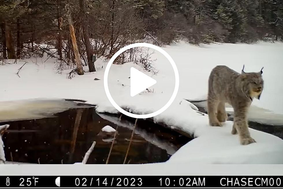 “Wait, Are There Lynx In New York State?”