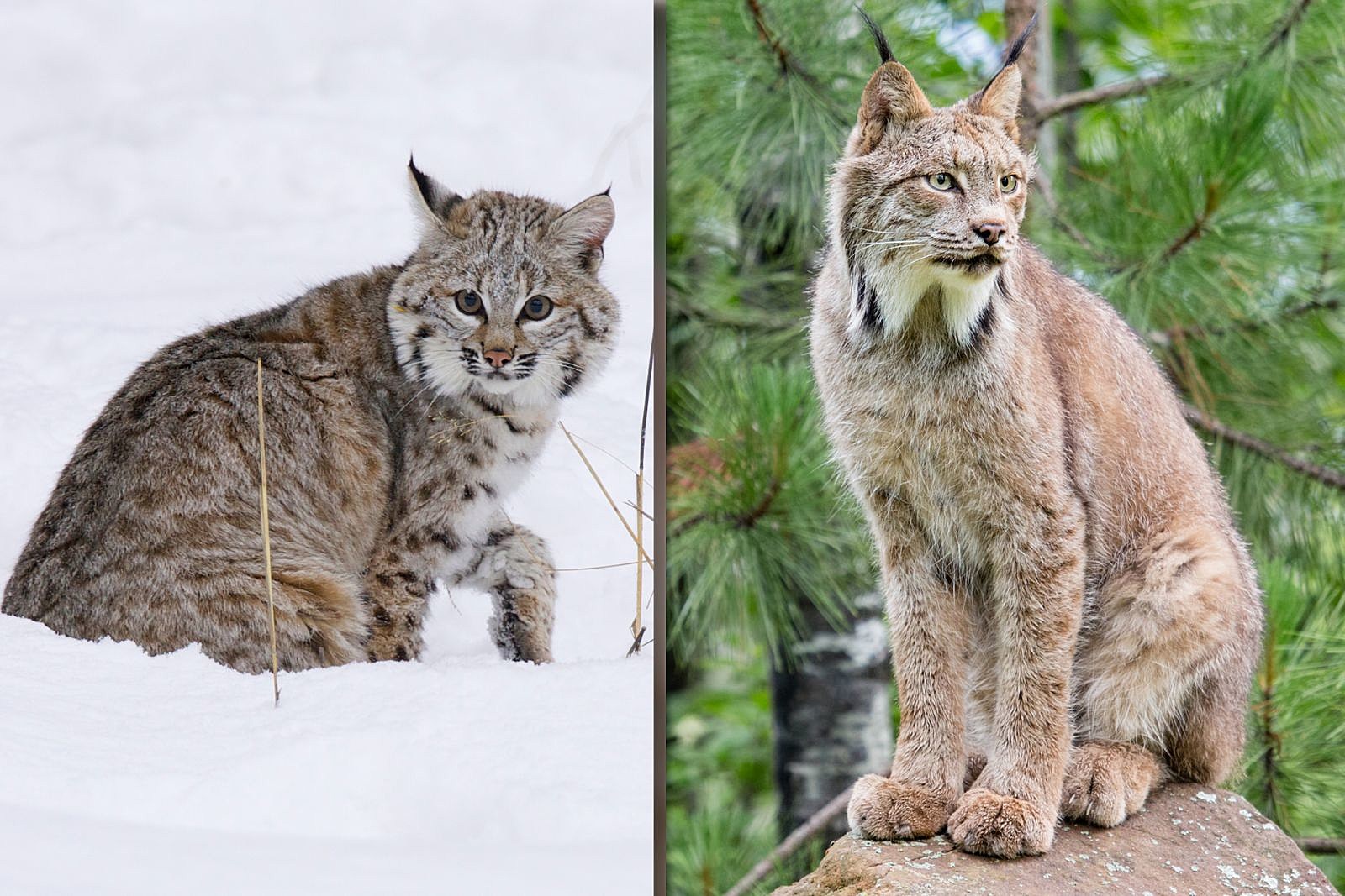 How to tell the difference between bobcat and lynx