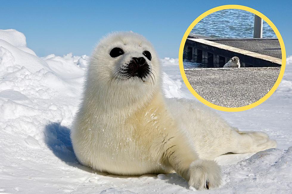 The Stress-Eating Seal Visiting New York is All of Us