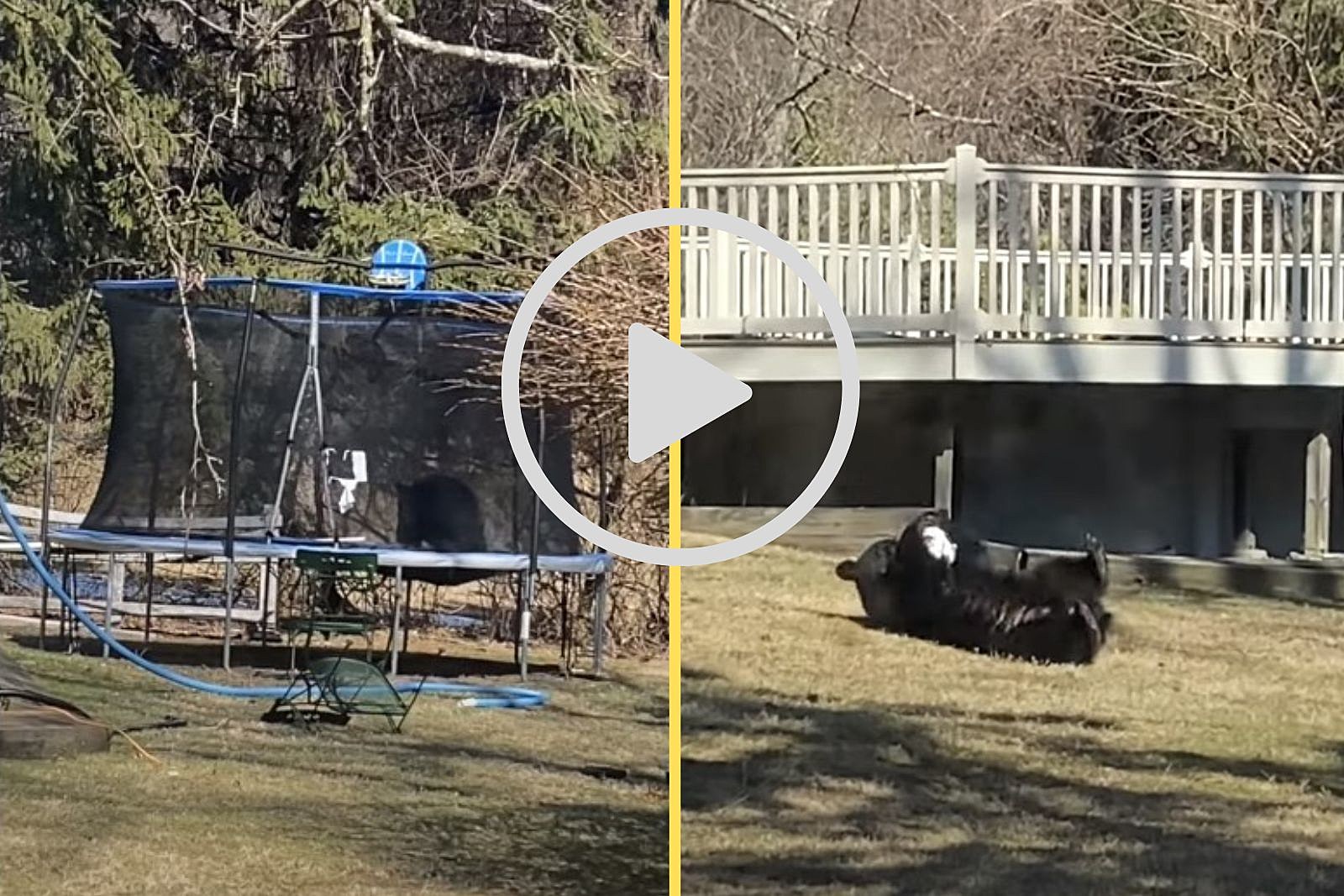 Video of Wappingers Falls, NY Bear is the Cutest Thing Ever