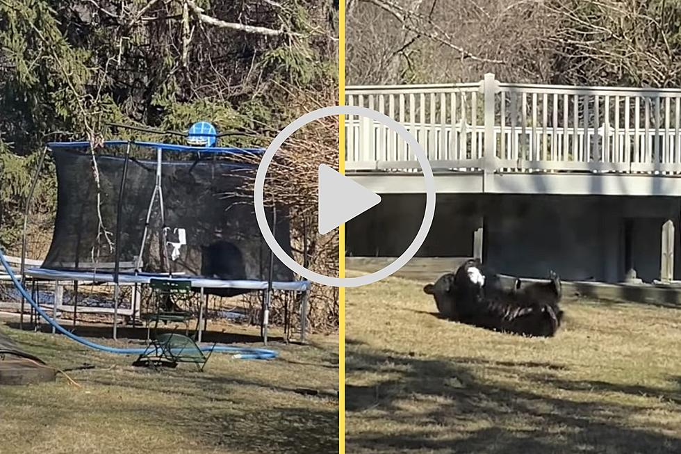 VIDEO: Wappingers Falls Bear is the Cutest Thing I&#8217;ve Ever Seen