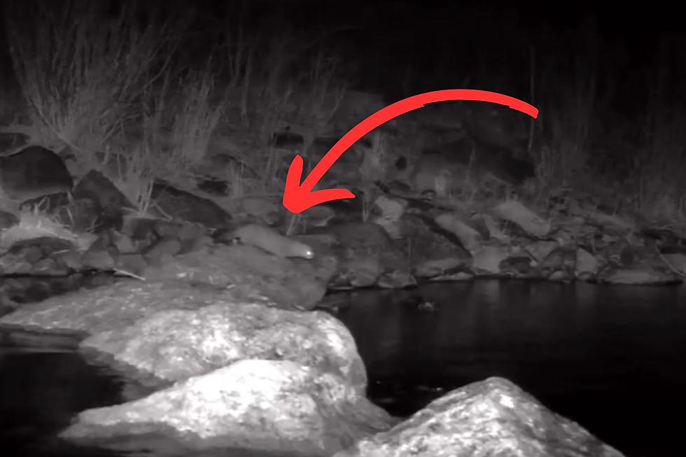 Killer Video: New York&#8217;s Fanciest Predator Goes Fishing