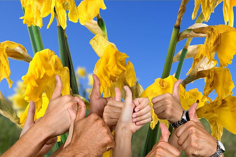 The Good Reason for New York Daffodils to Look Like Crap