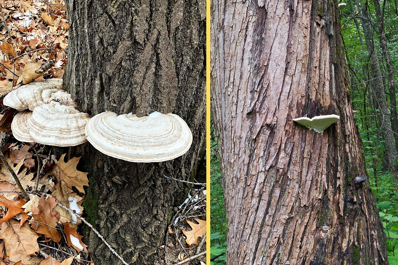 Why the Artist's Conk Fungus is Dangerous for New York Trees