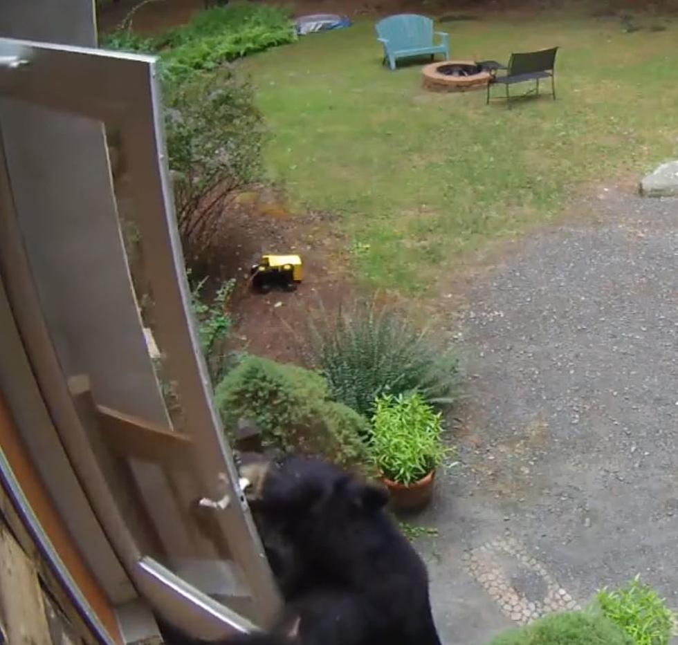 New York DEC Shares Video of Bear Opening Door