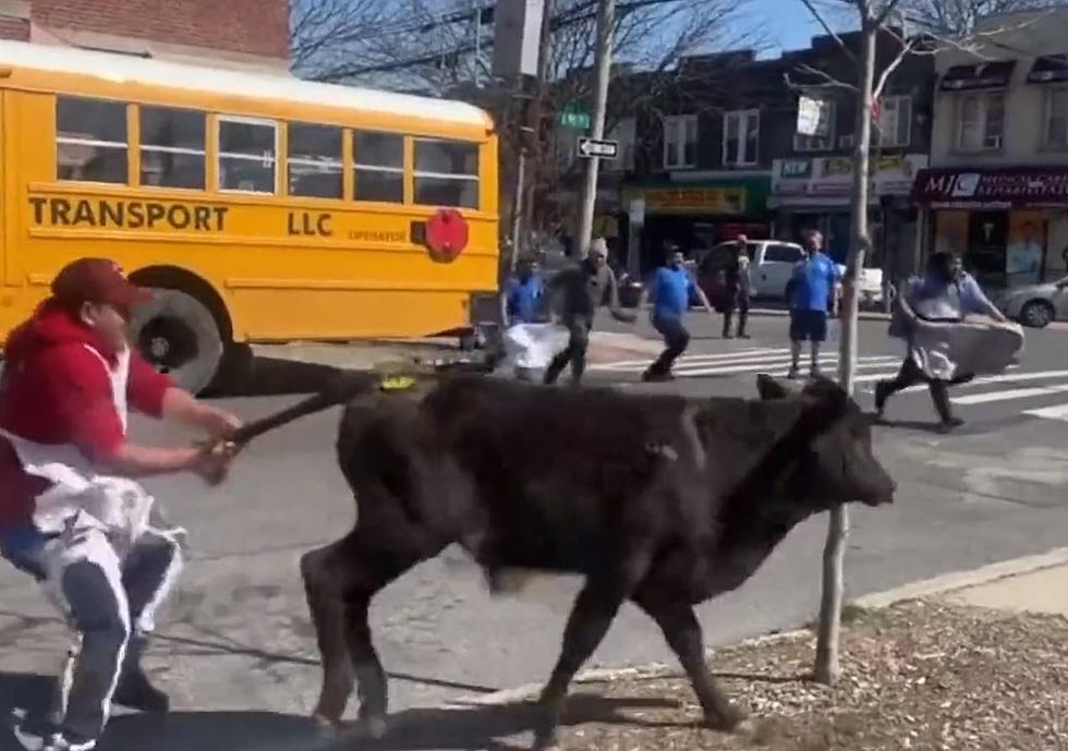 Una vaca escapa del matadero de Nueva York y se va