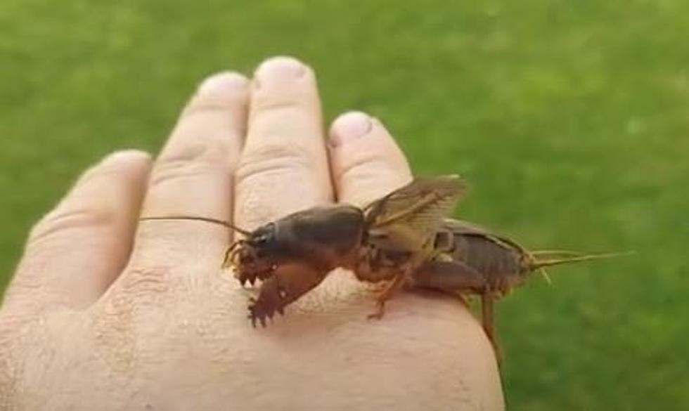 Massive Bug Sighting Puzzling New Yorkers