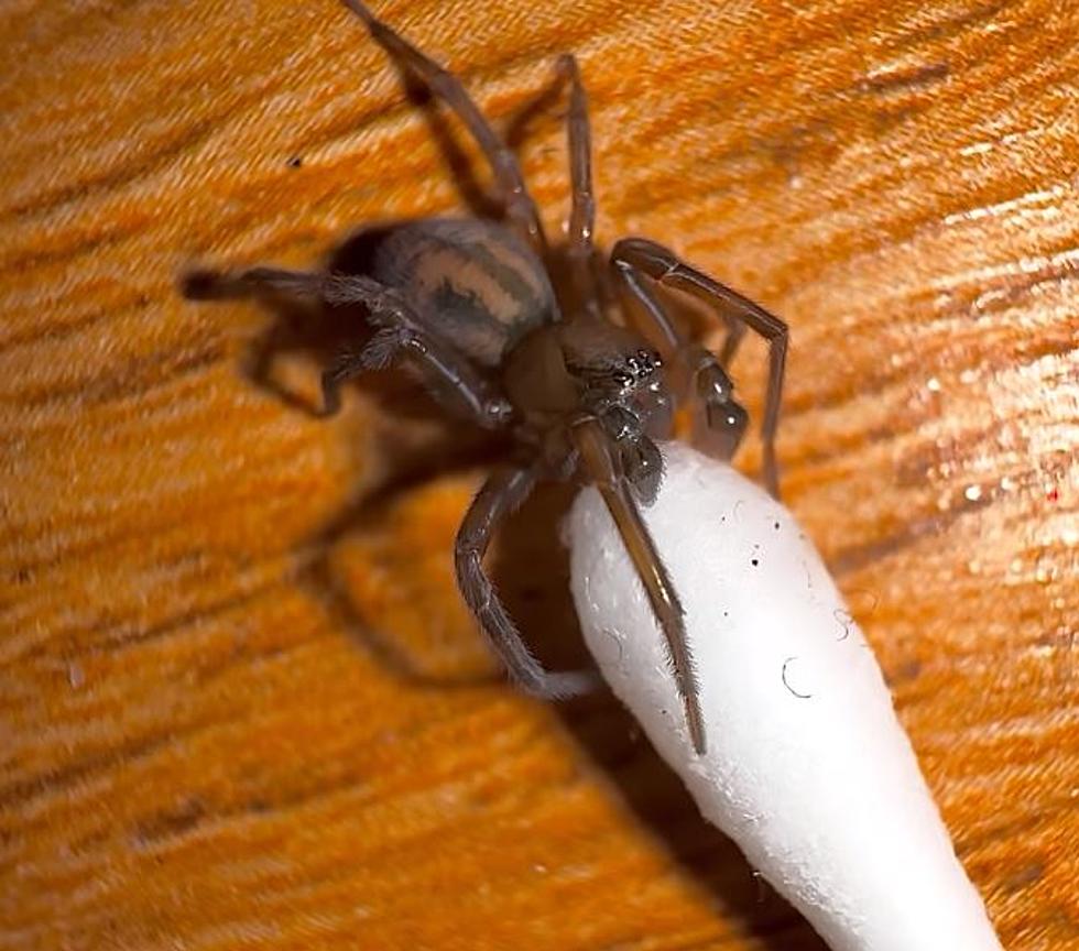 Upstate New York Man Documents Nursing Spider Back to Health