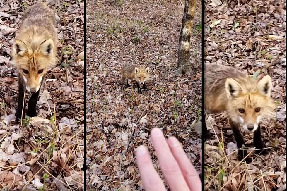 Unusual Close Encounter with Red Fox Caught on Video