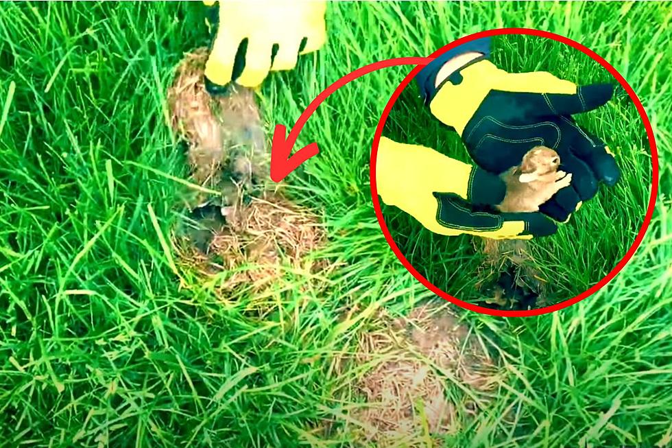 How to Avoid Hidden Bunny Nests During Mowing Season