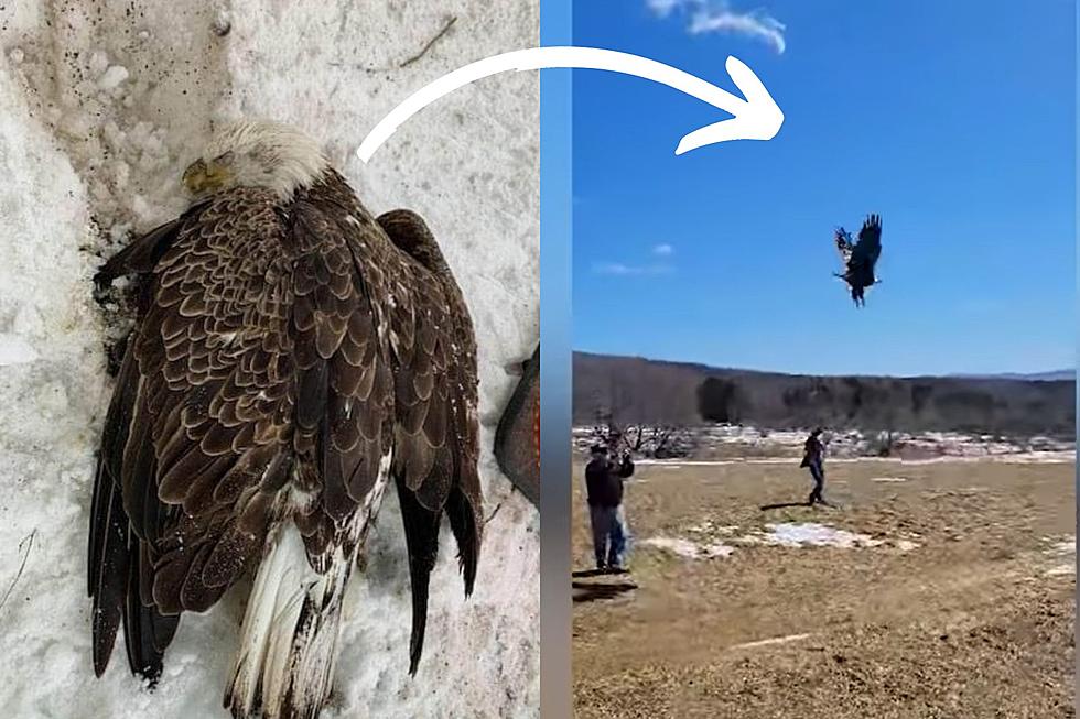 Mysterious Illness Solved for New York Eagle &#8220;Clinging to Life&#8221;