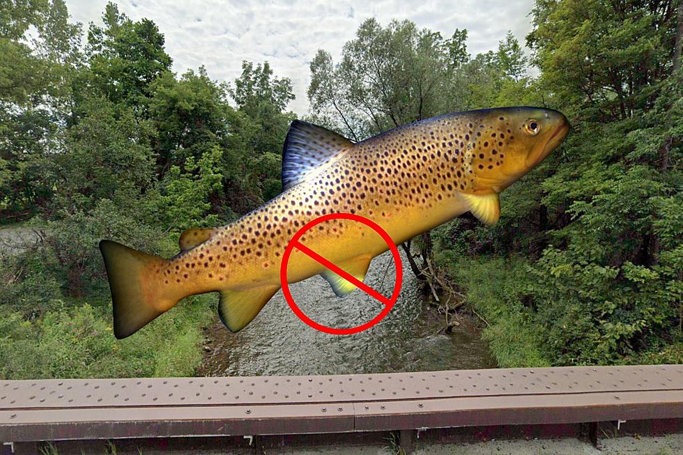 Why Some New York Trout Will Be Missing A Fin This Year