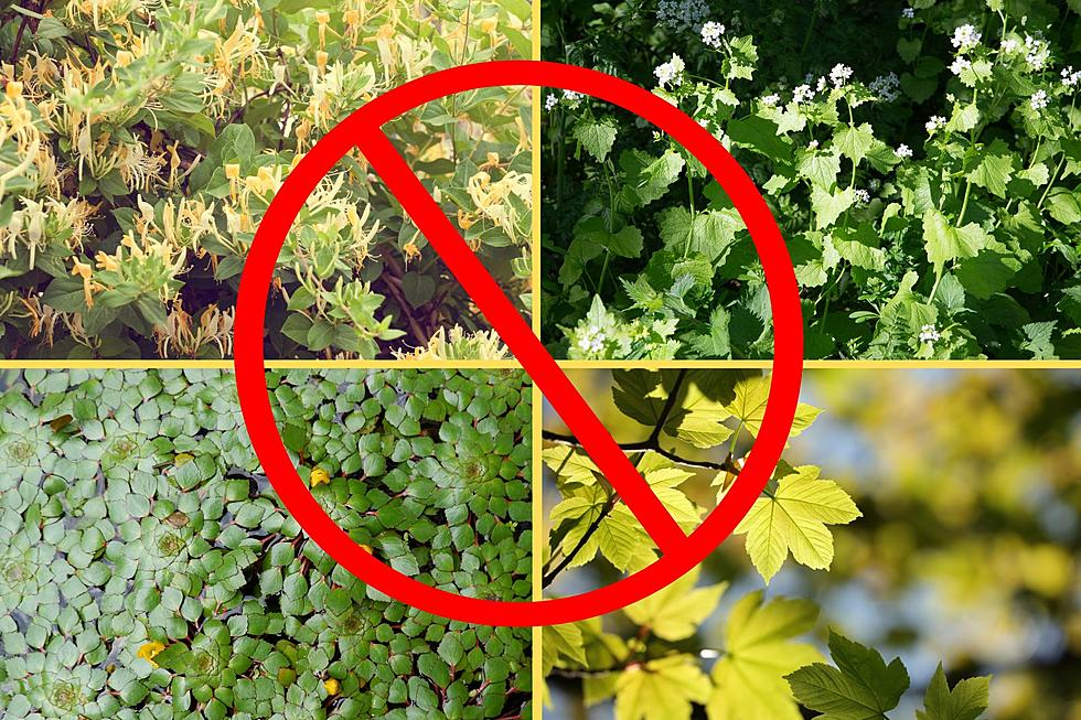 These 74 Plants are Banned in New York State