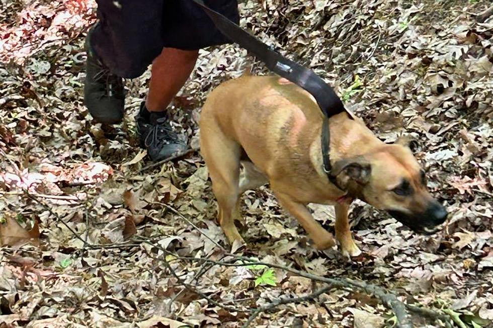 Kingston Police, Firefighters, Rope Team Make Unexpected Dog Rescue