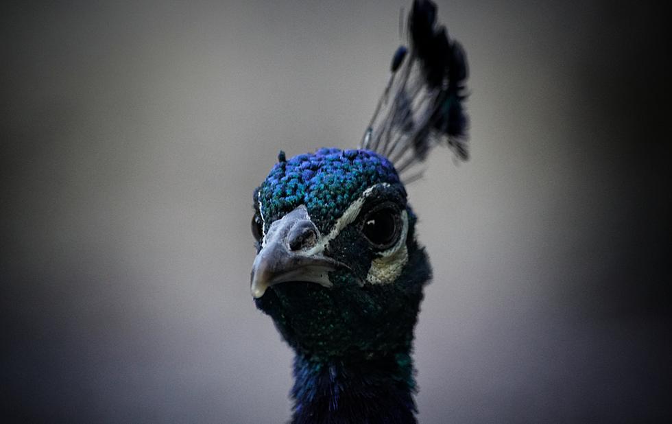 &#8216;Vicious&#8217; Peacock Escapes New York Zoo and Injures Man