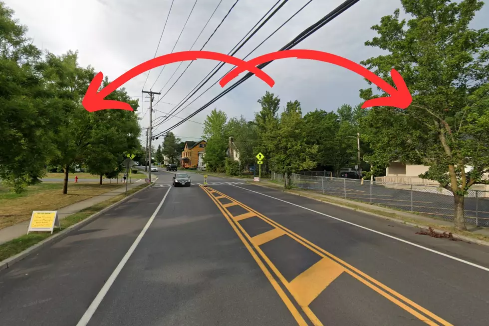 Certain trees in New Paltz, NY have specific rights (Google/Canva)