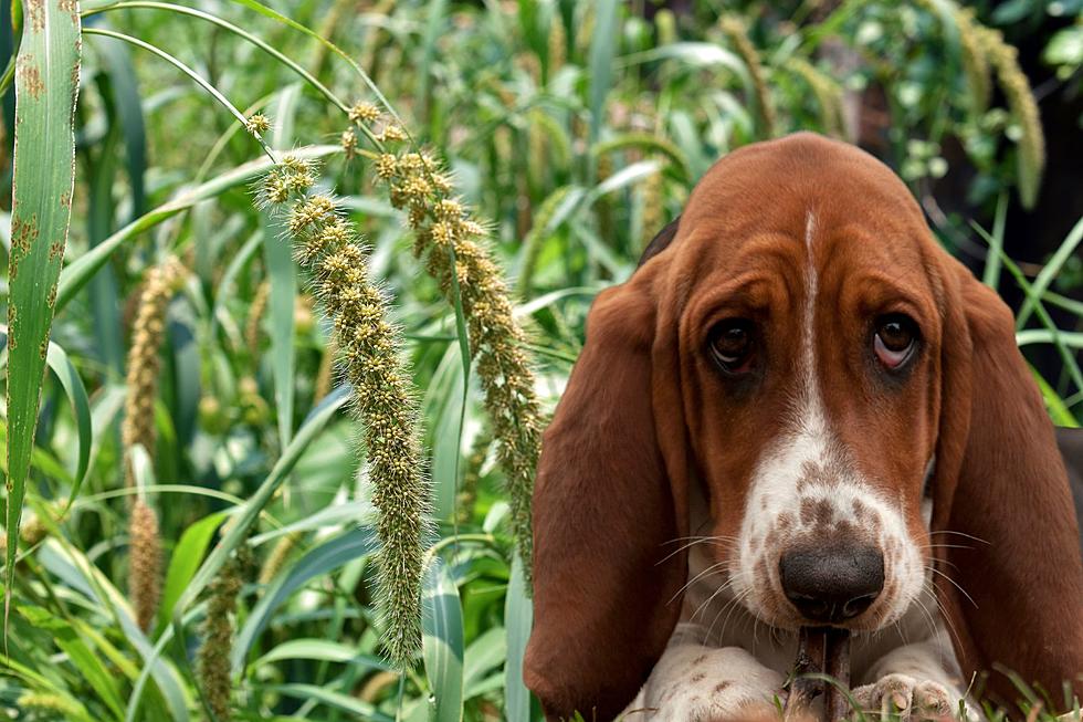 Proteja a sus mascotas: Planta de Nueva York potencialmente mortal ahora en temporada