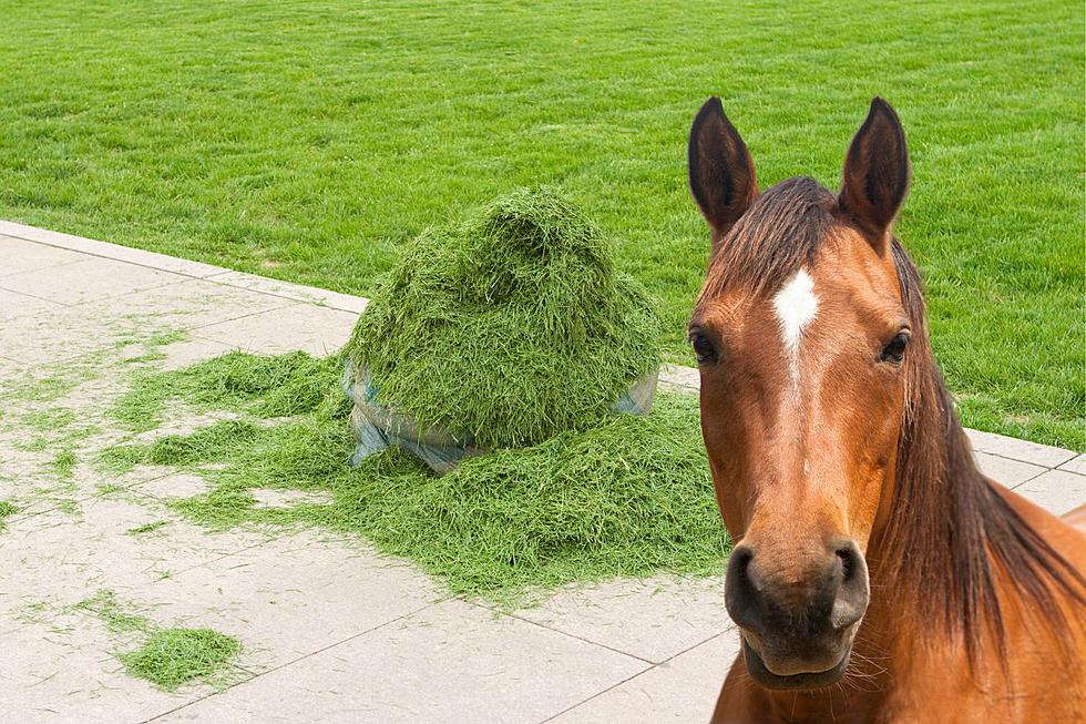 The Big Reasons Not to Feed Local Horses Grass Clippings