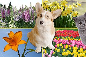 These 5 New York Flowers are Toxic for Your Pets
