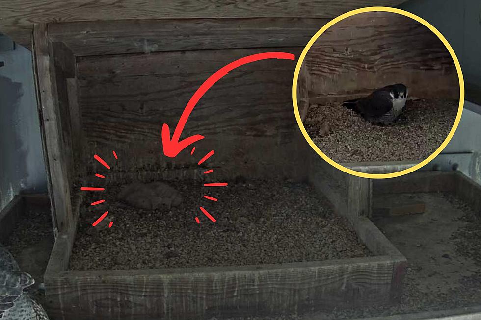 Just Arrived: Adorable Mid-Hudson Bridge Falcons Have Hatched [PHOTOS]