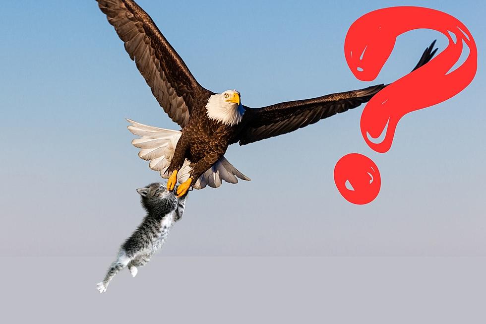 Truth or Hoax: Did an Eagle Really Take a Cat in Saugerties?