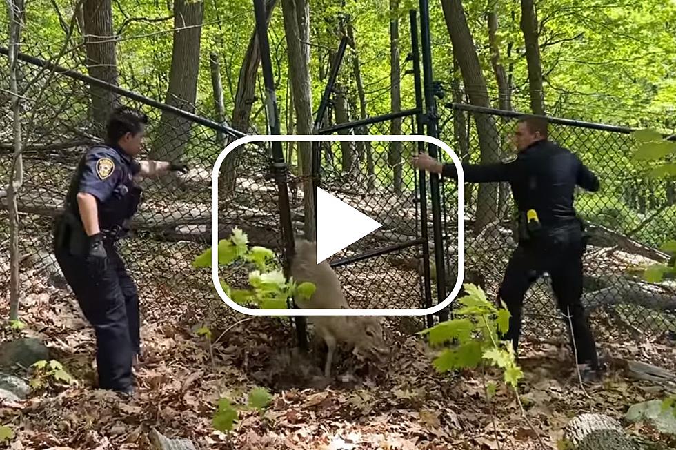 VIDEO: Watch Local Police Officers Free Trapped Deer in Rockland County