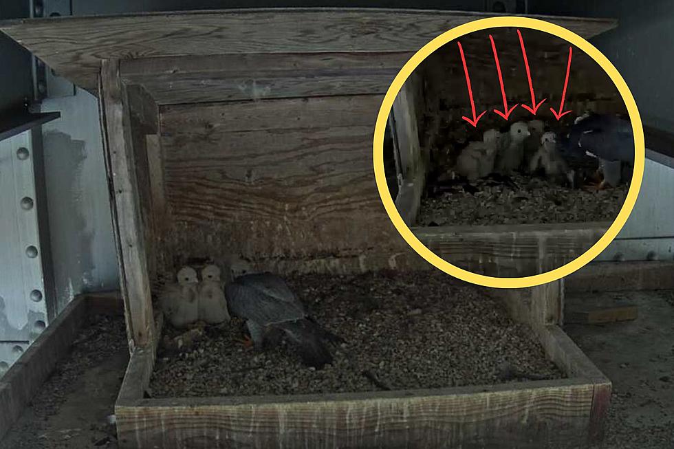 Conoce a los 4 nuevos bebés halcón en el puente Mid-Hudson
