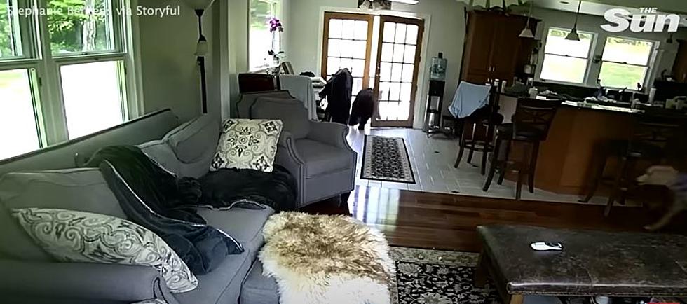 Bear Breaks in Upstate Home, Scared Off by Family Dog