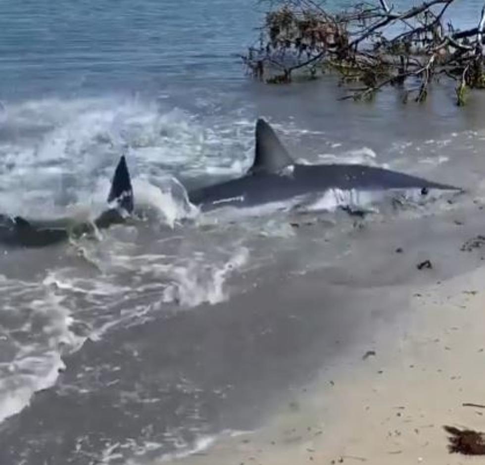 Large Shark Thrashes on Shore of New York Beach