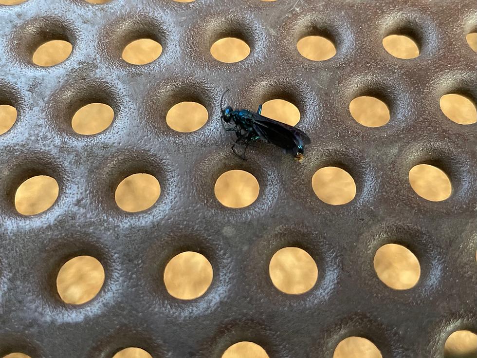 Venomous Bugs Found Flying Around Park in Beacon