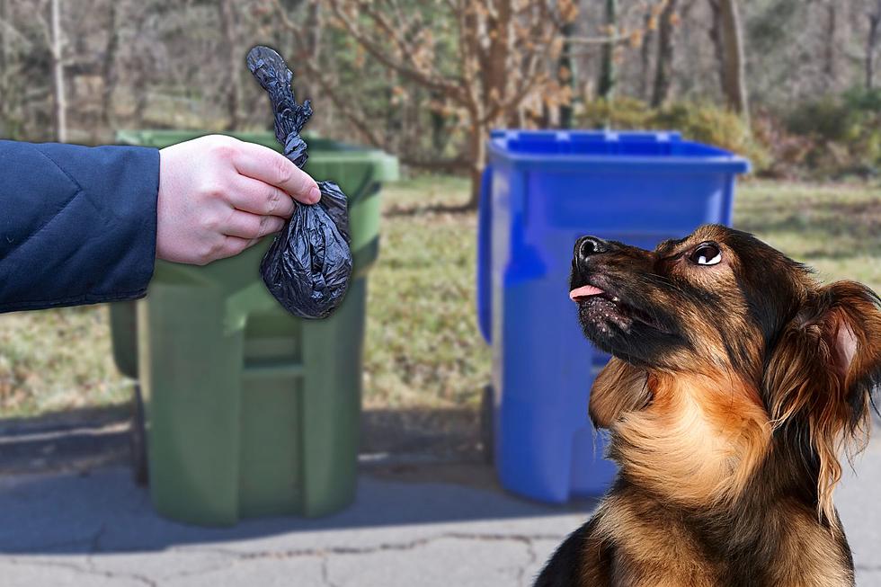 The Great Debate: Dump Dog Doo In Someone Else’s Garbage?
