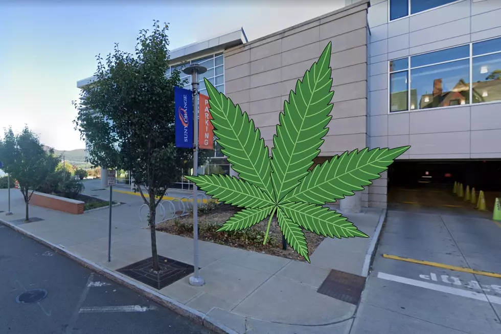 SUNY Orange is offering cannabis horticulture classes (Canva/Google)