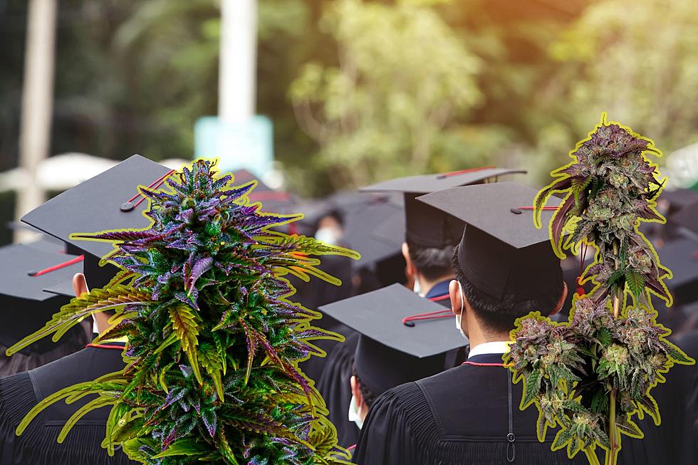 You Can Now Get &#8220;Cannabis Credit&#8221; at these New York Community Colleges