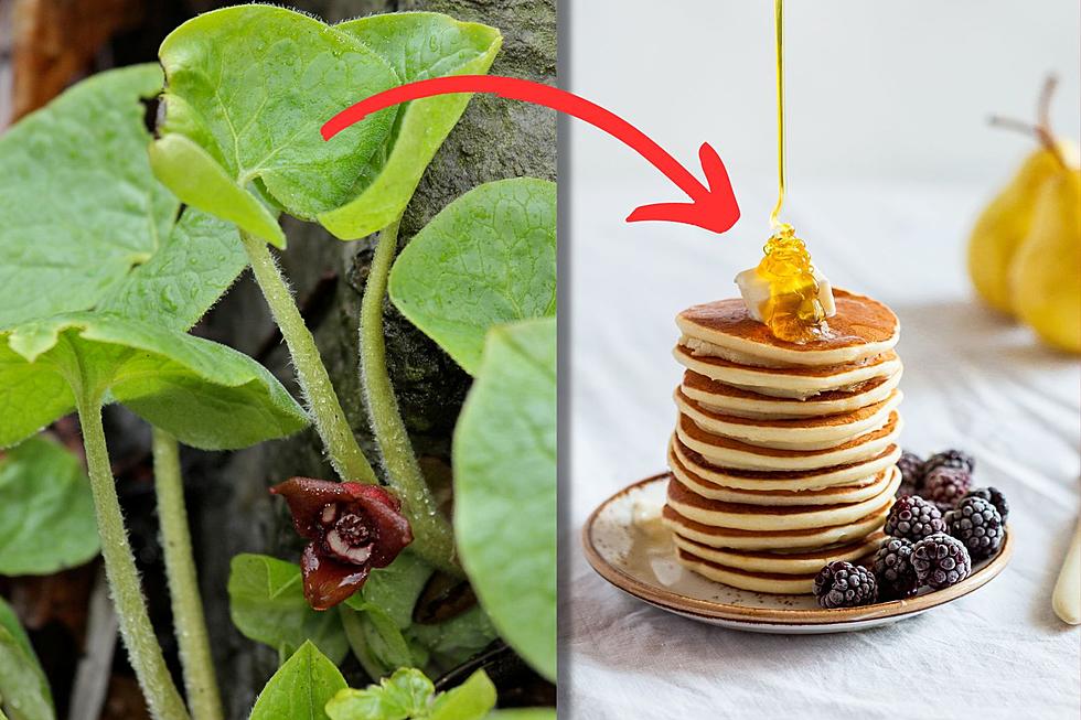 Why New Yorkers Put this Toxic Plant on their Pancakes