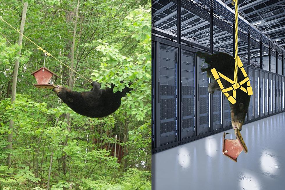 Have You Seen New York&#8217;s &#8220;Mission Impossible&#8221; Bear?