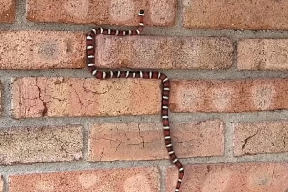 [VIDEO] Nightmare Video: Watch This Snake “Climb” a Brick Wall