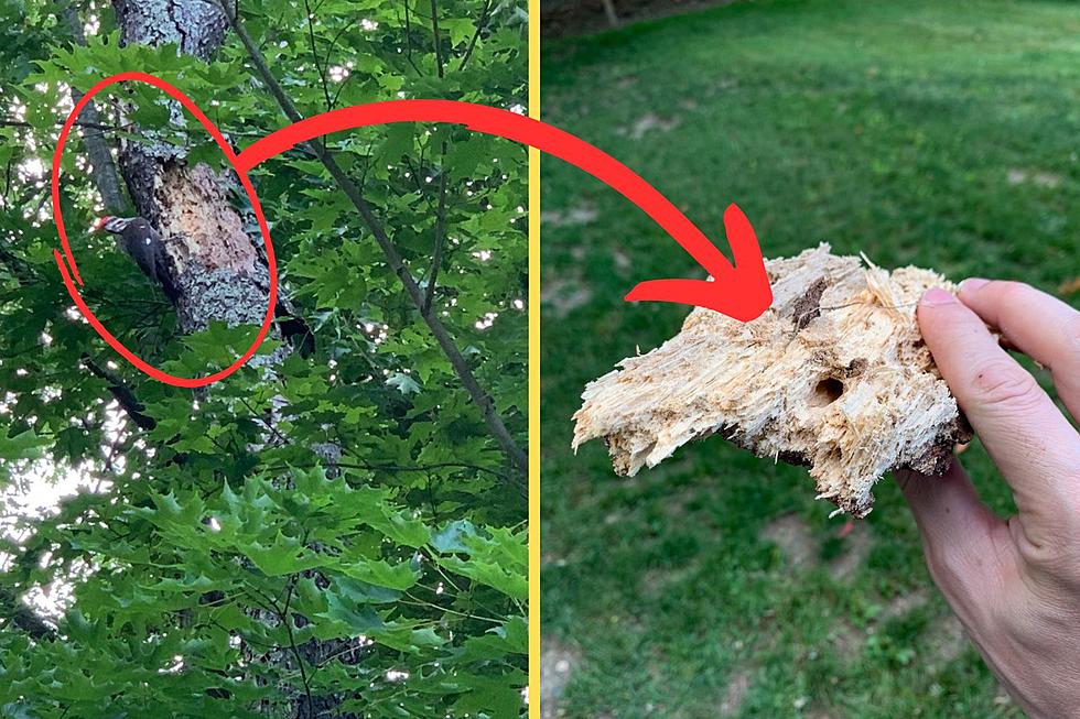 Watch this Woodpecker Absolutely Destroy My Tree