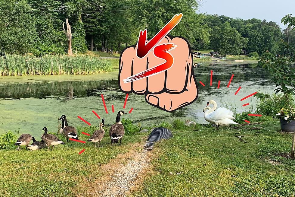 Ultimate Faceoff: Watch Swans Protect Babies From Geese