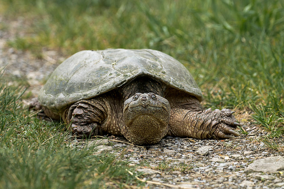 Snapping Turtle Reportedly Caused Trouble For Dutchess Commuters