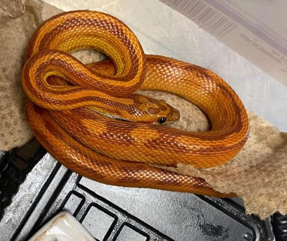 Crazy Snake