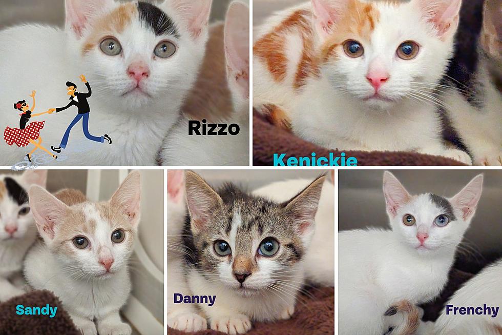 You’re The One That I Want – DCSPCA ‘Grease’ Kittens Nearly Ready For Adoption